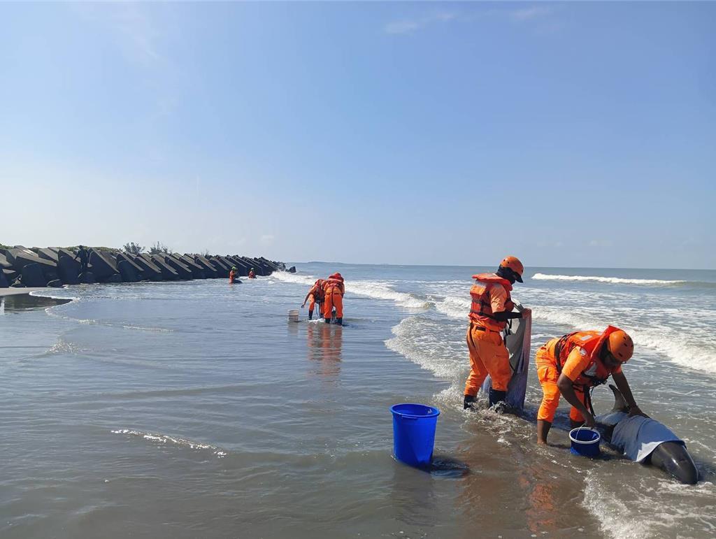 台湾南堤沙滩发现4只海豚搁浅，其中3只状态良好，将被救助后放归大海。这些海豚为“