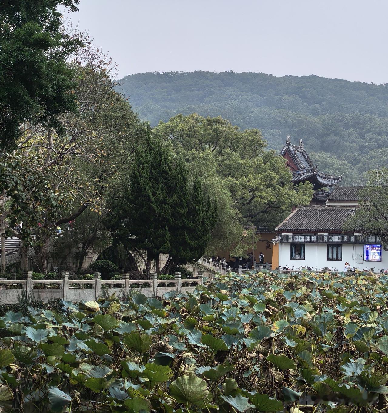 普济禅寺是普陀山上香火最为旺盛的寺庙，节假日期间常被游人香客挤得水泄不通。回望苏