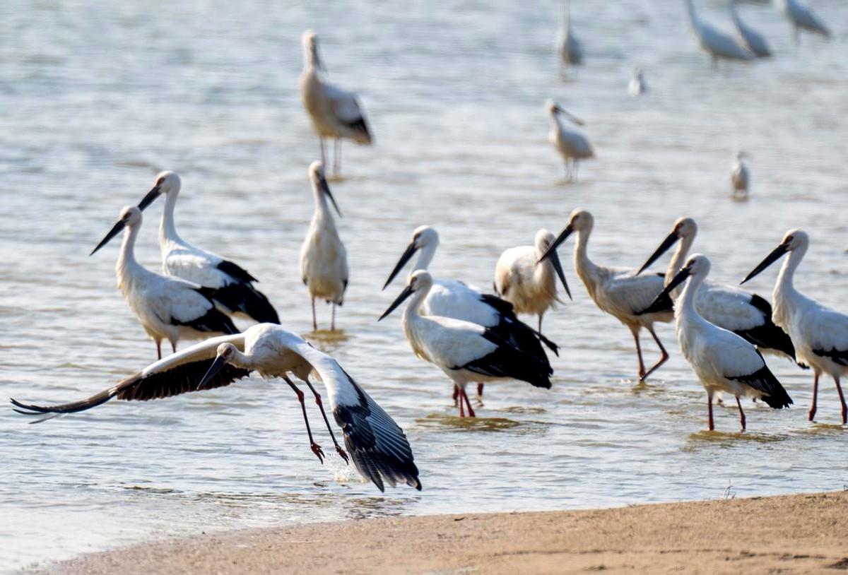 “咔嚓”一声，东方白鹳刚叼起的鱼掉回水里。

不是天敌，是三架嗡嗡作响的无人机，