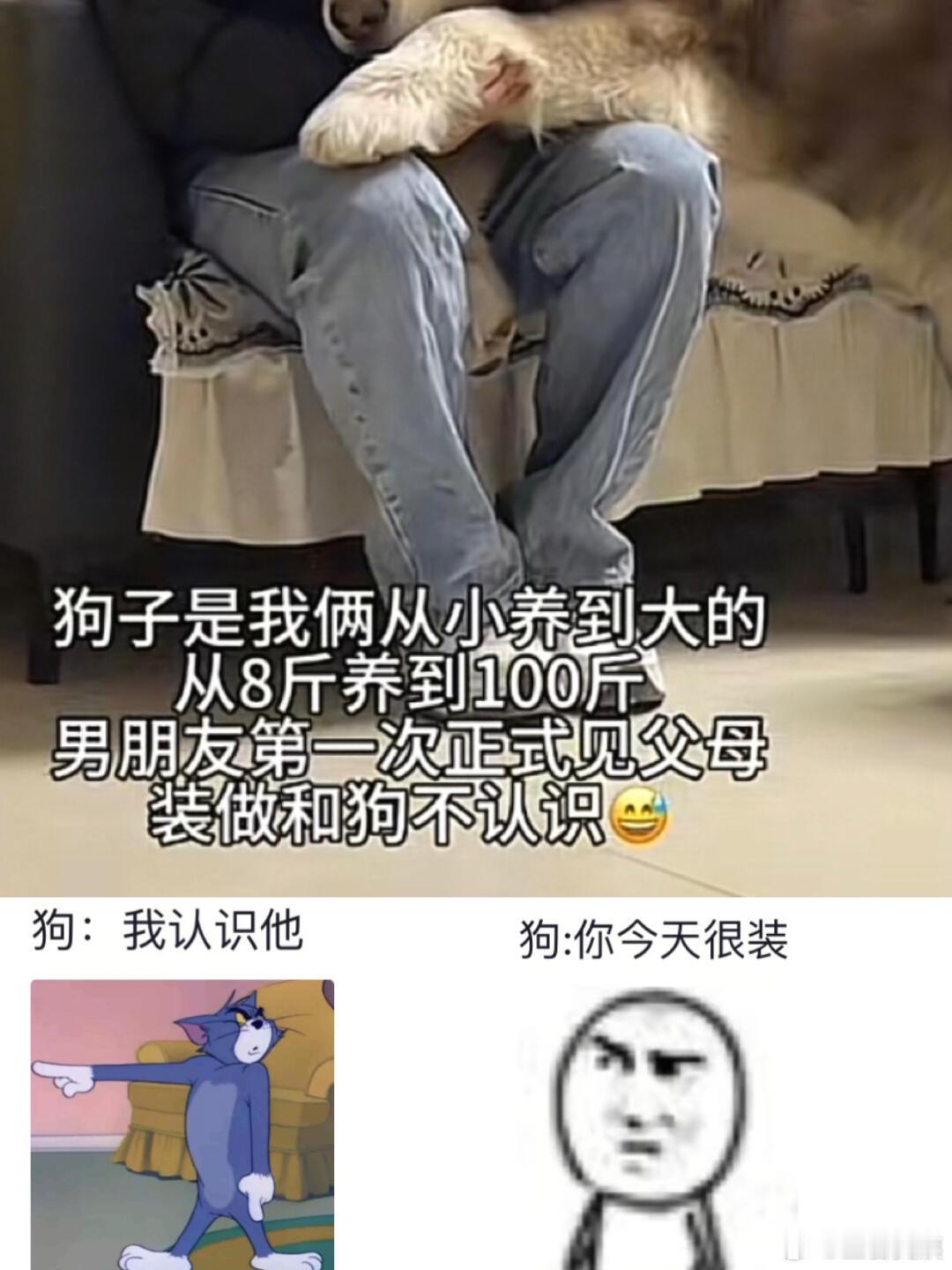 🐶：今天怎么穿这么多🤣👌 