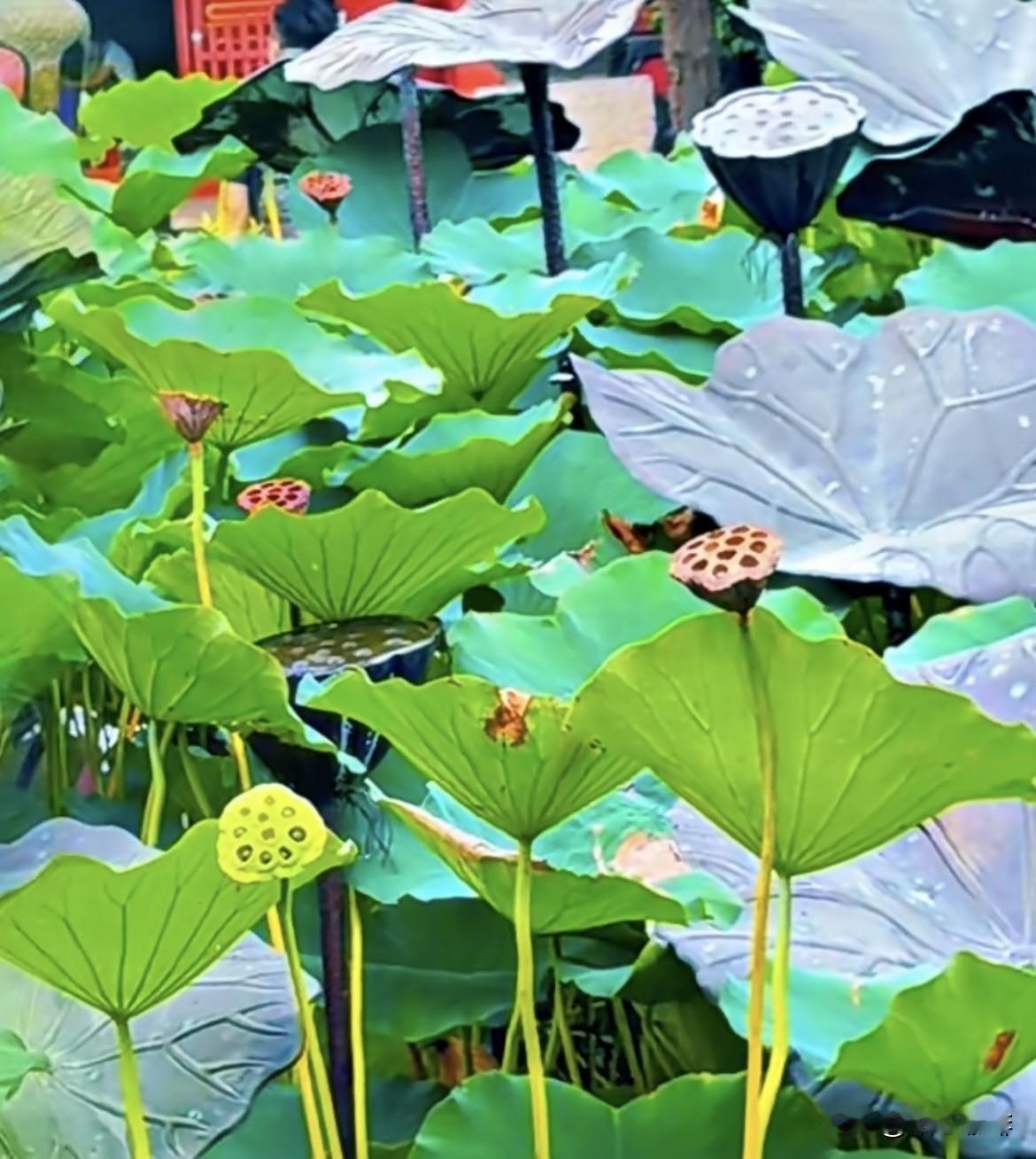 秋雨数日，莲蓬枯褐，可池中
荷花偏不落幕，依旧临水盛开，
粉白承雨，在秋雨里独自