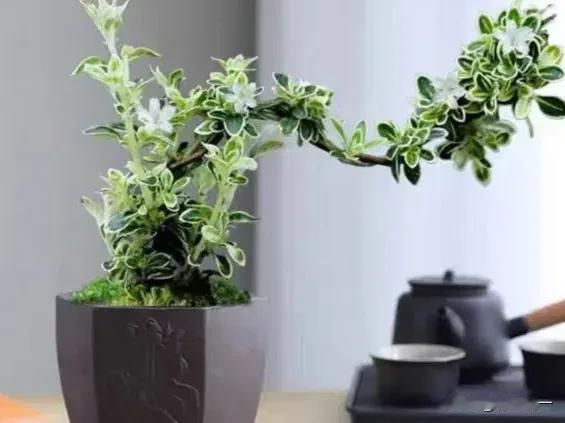 是我在无理取闹非要与他争吵吗？今日下午送他同学去乡下，顺便将未安装的东西予以安装