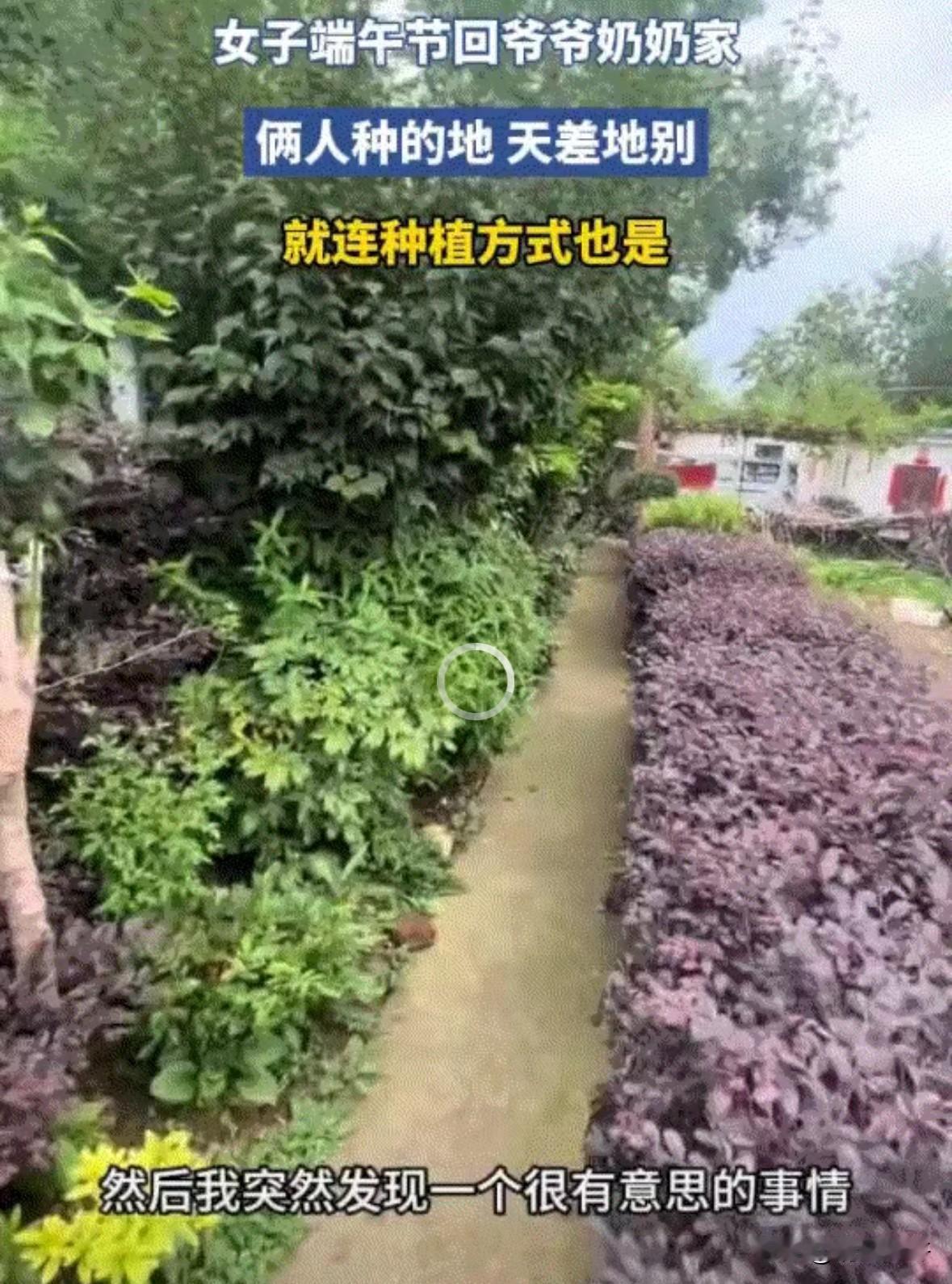 一女子发视频分享，她的爷爷奶奶因种地意见不合，将家中院子里的地分成两份各种，这爷