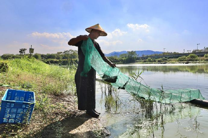 京东拍卖的150斤南瓜比人还高澳洲蓝龙虾在杭州实现量产！杭味食光：杭州水产市场迎