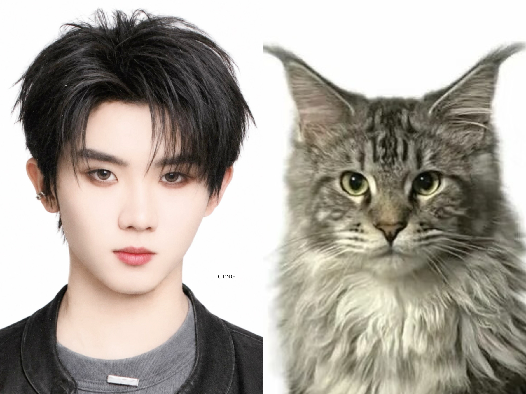 缅因猫证件照😼 ​​​