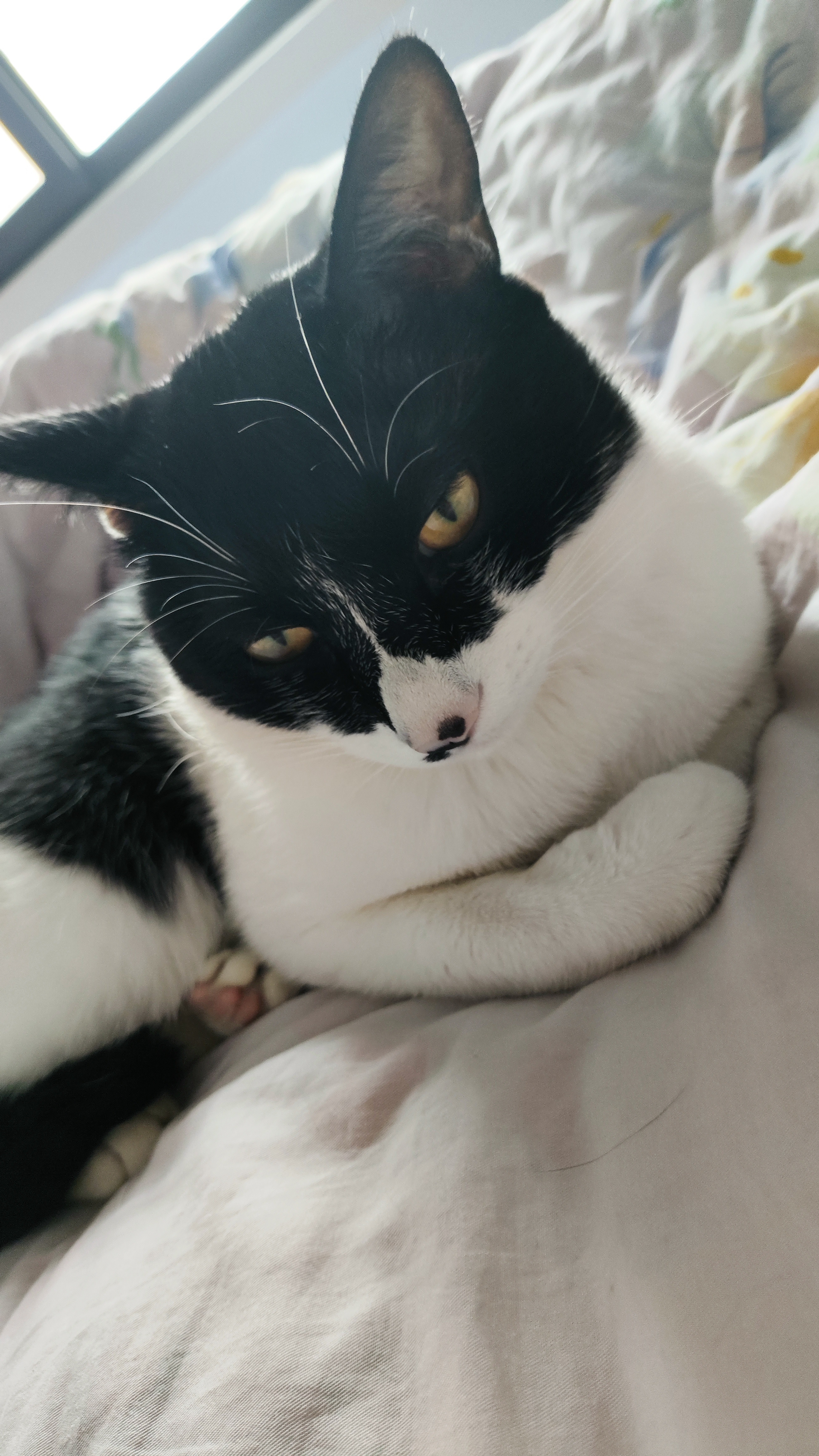 一天没出门的我还有一天没出门的喵