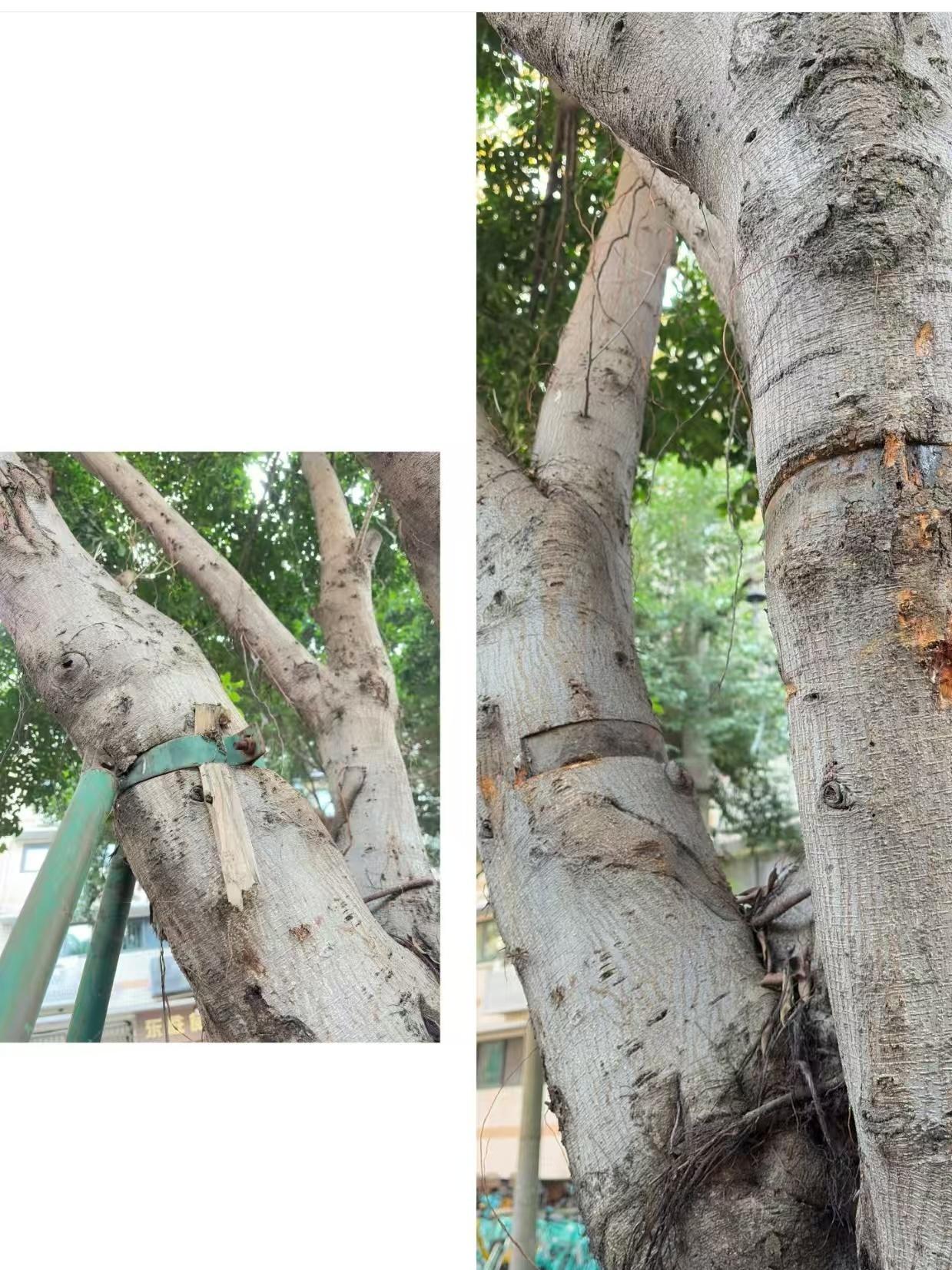 看见一棵树很疼，于是拨打了 12345。 ​​​