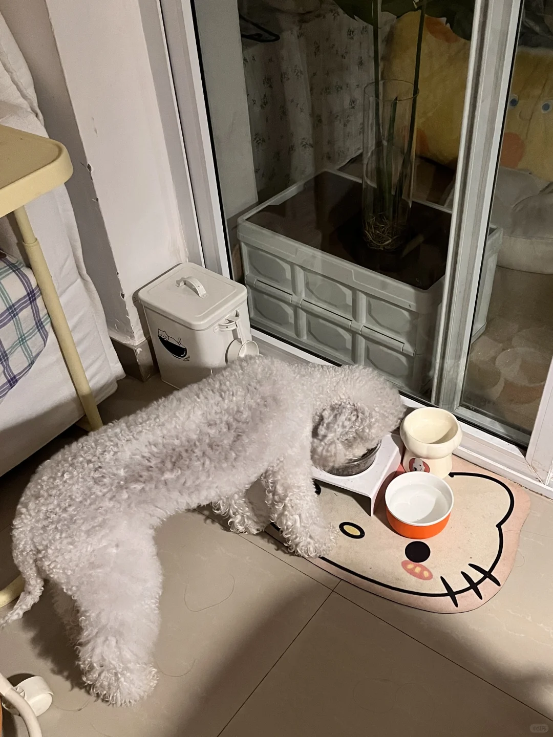 老年犬狗粮的尽头是荒野盛宴....