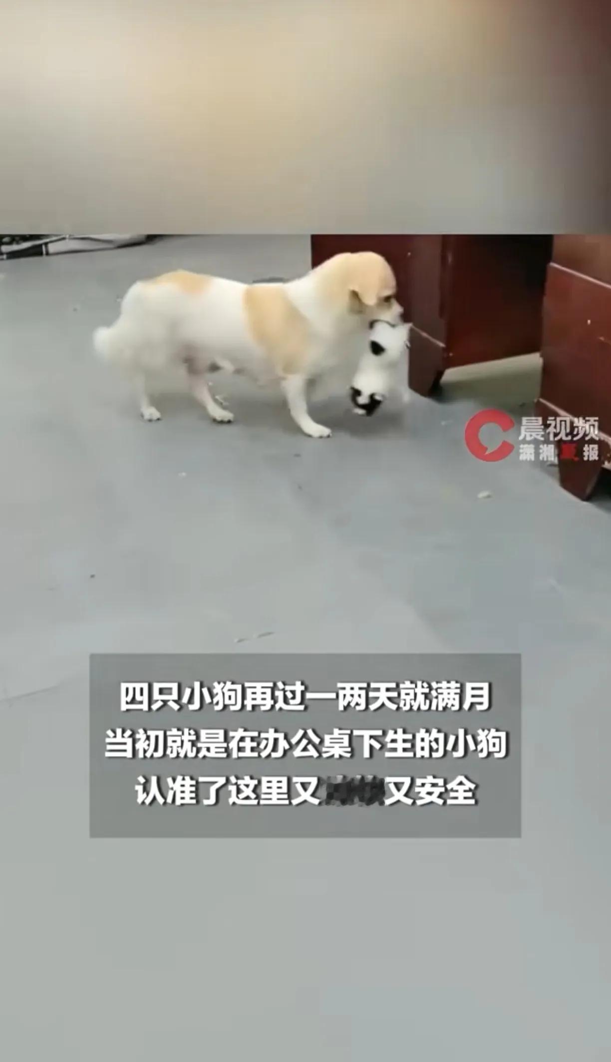 天气热的小狗都知道让孩子吹空调了。

虽然三伏天马上结束了，但是这温度一点不见下