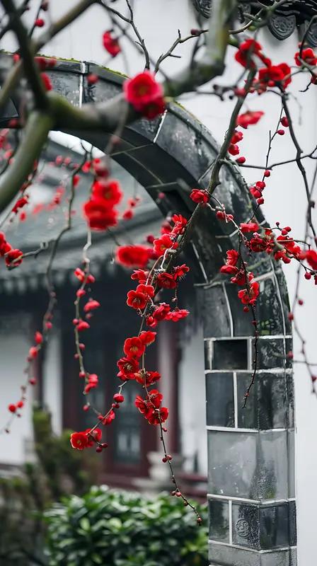 春节期间，梅香相伴，真的超级治愈。就说我家楼下那几株腊梅，一到春节前后，满树金黄