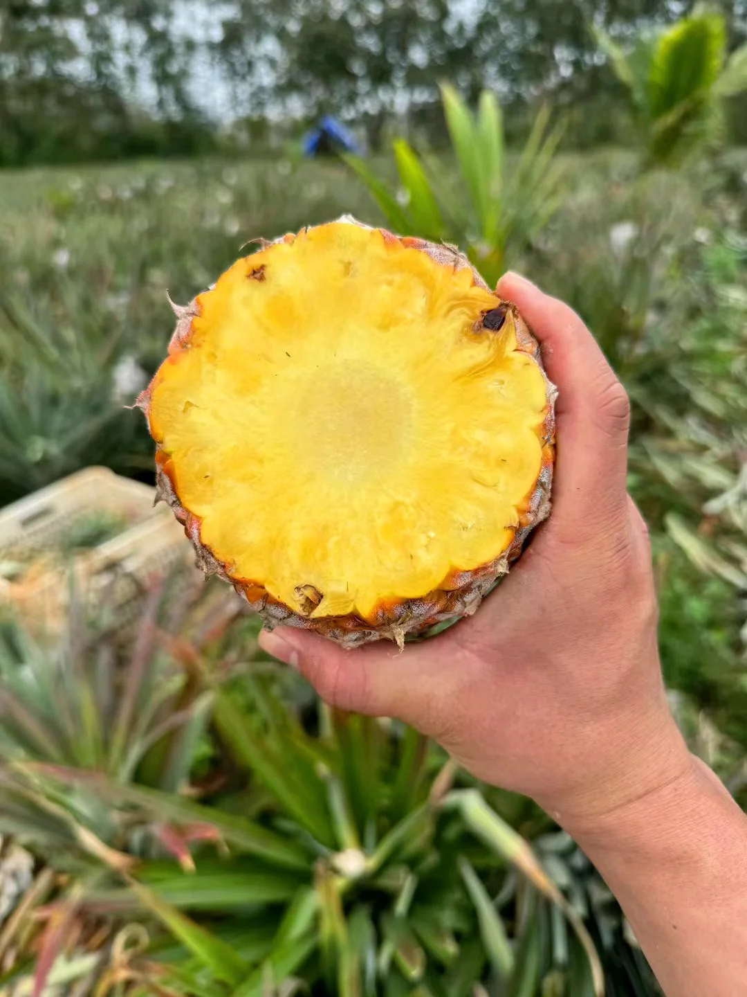 这才是树上自然熟的凤梨还有的果肉和颜色！