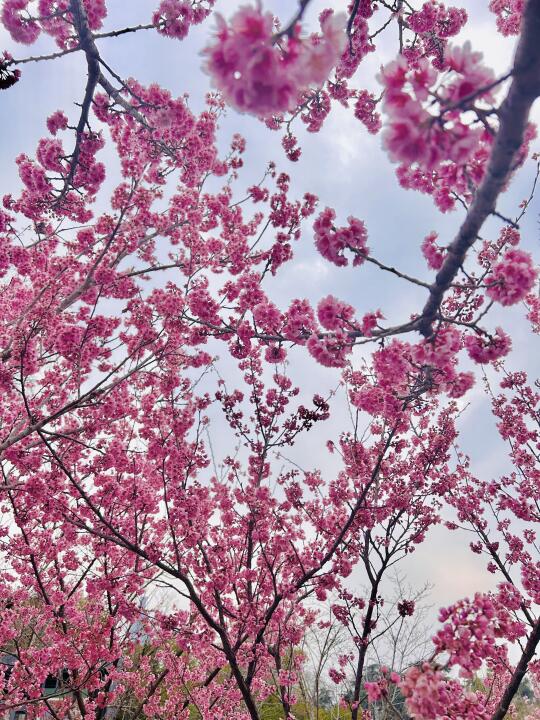 南京玄武湖🌸樱花封神！别挤植物园了💕