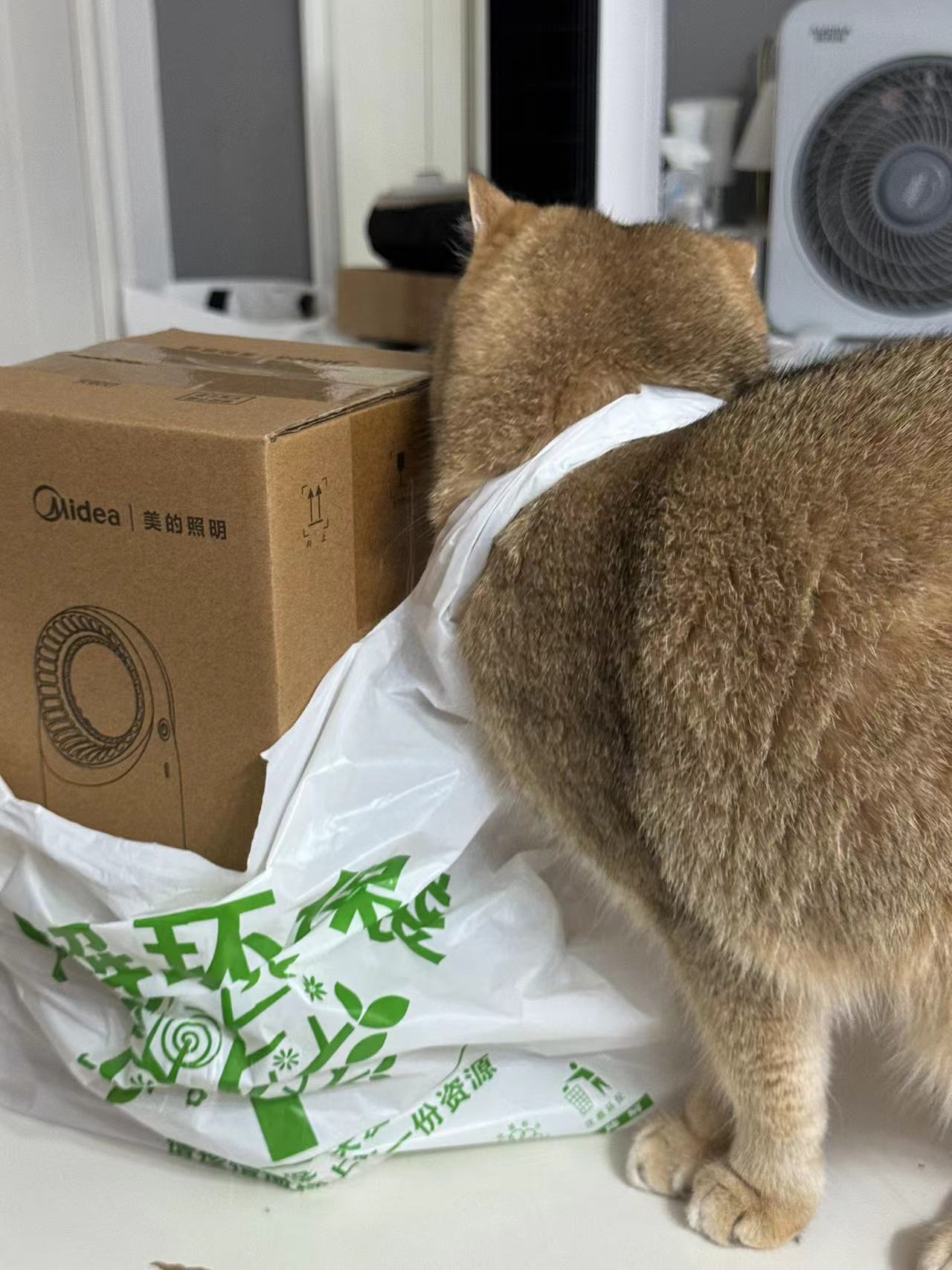 小猫咪好辛苦啊除了吃喝玩乐还要帮忙搬东西#英国短毛猫##金渐层[超话]##辣椒家