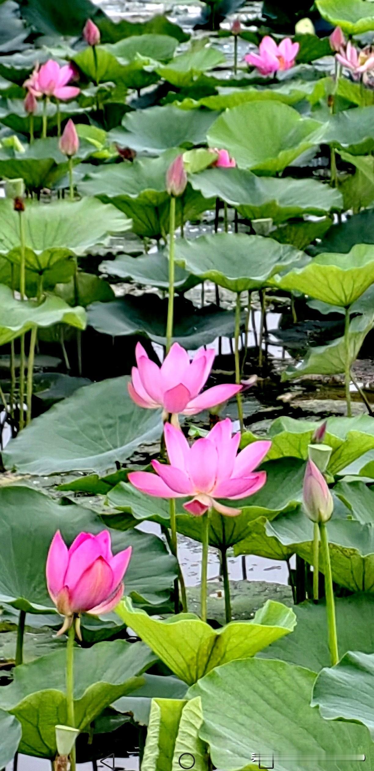 [碧荷粉蕊绘夏景]
碧荷香满池，粉蕊映清波。这两句想象一下，满池碧绿的荷叶，宛如