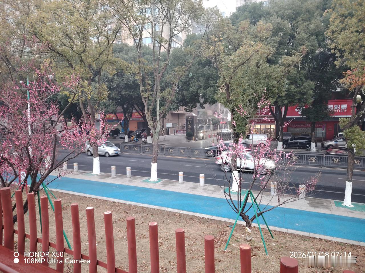 今年冬天的不同2026年1月18日冬日梅花怒放