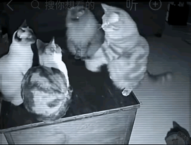 趁主人睡了之后，家里的四只猫全部跳到餐桌上，开起了日常总结会[捂脸]

最年长的