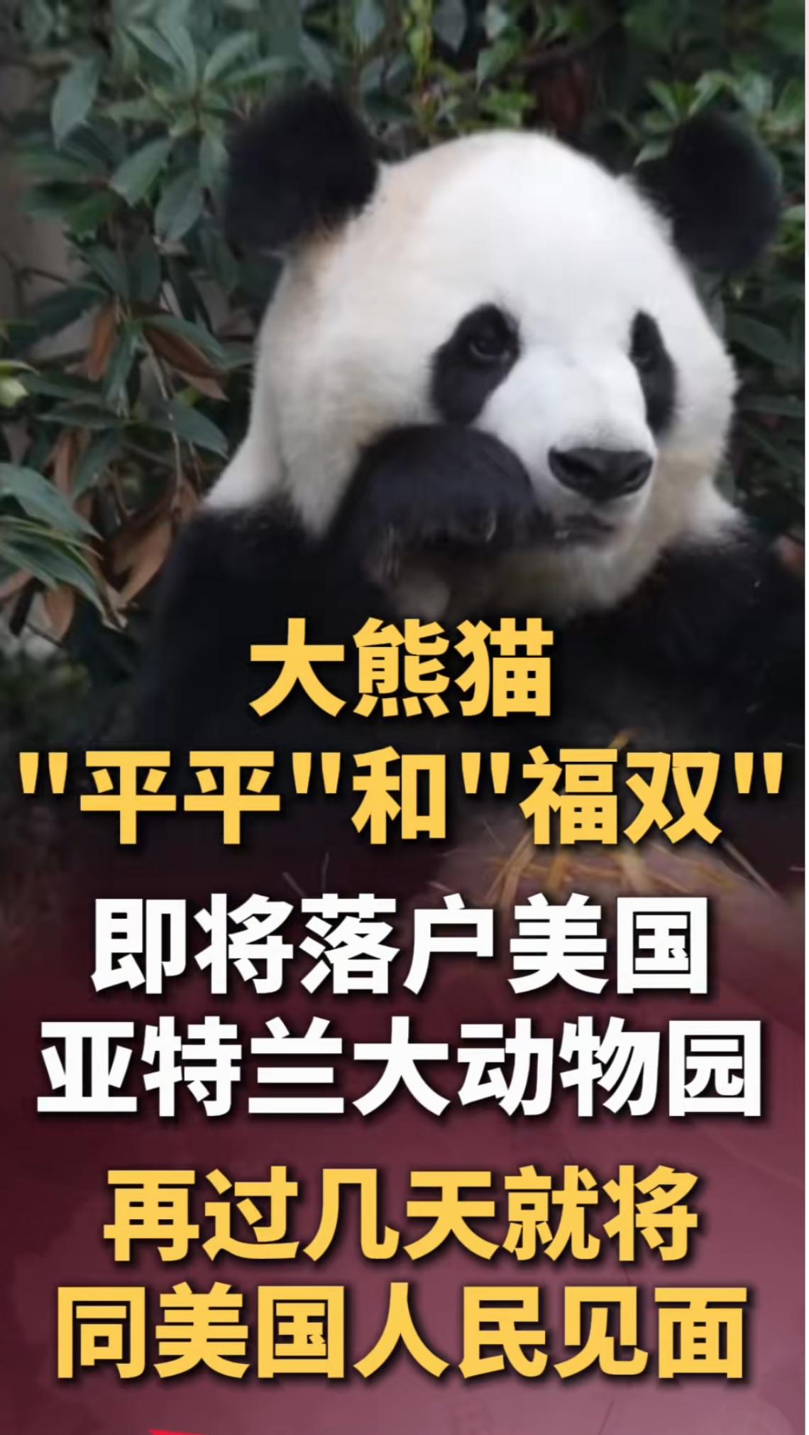 中方在白宫欢迎仪式上宣布，来自成都大熊猫繁育研究基地的大熊猫“平平”（雄性）和“
