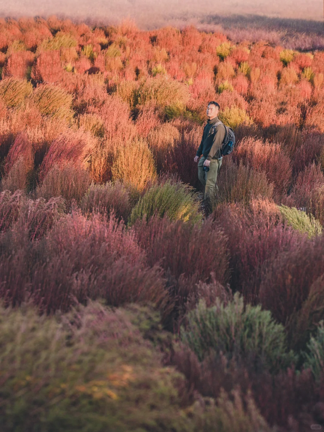 奥森公园 | 粉黛&地肤草，粉红色的童话秋天