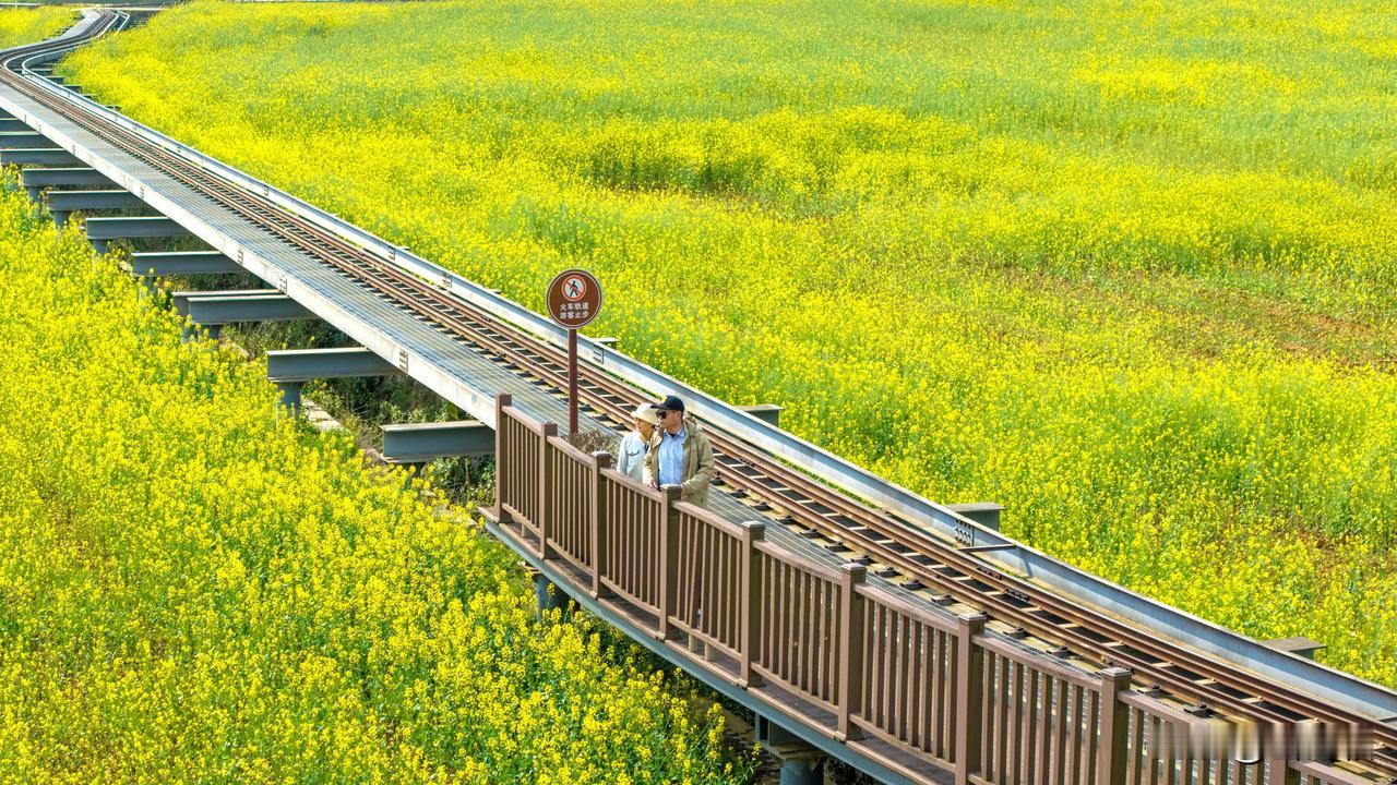 打卡最美铁路，漫步花海，感受春日浪漫！🌸🚂🌼花海旅行打卡地 火车赏风景 花