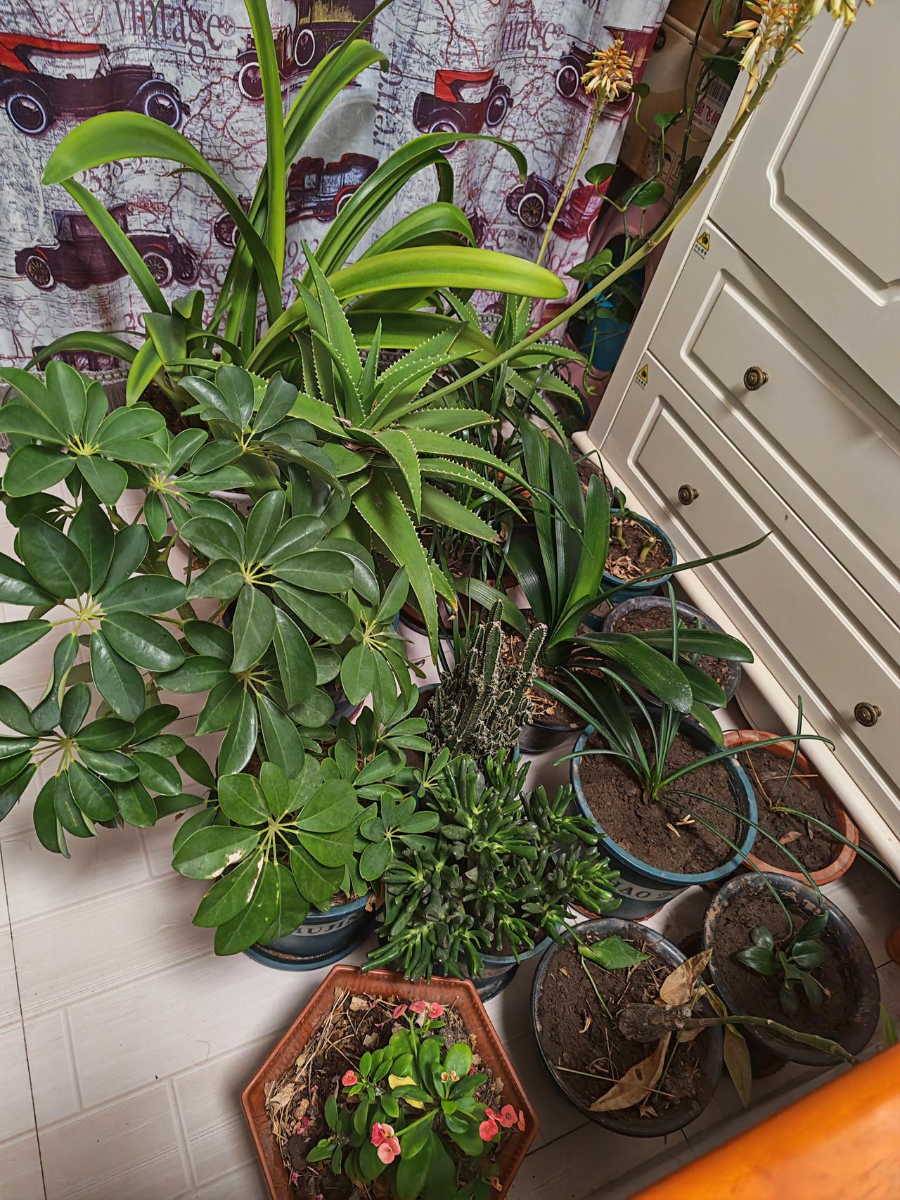 四九天气了，外面气温骤降，这些花都得搬到卧室内，希望他们可以抗过这个冬天。