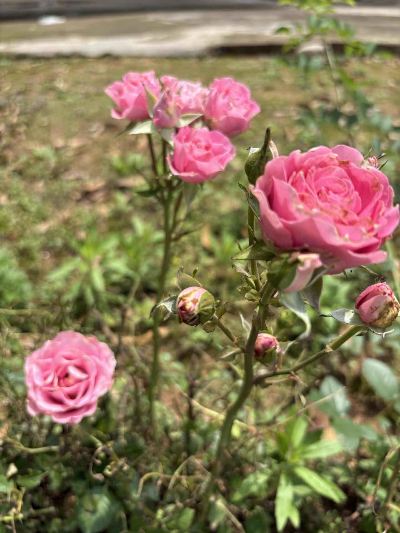 玫瑰🌹