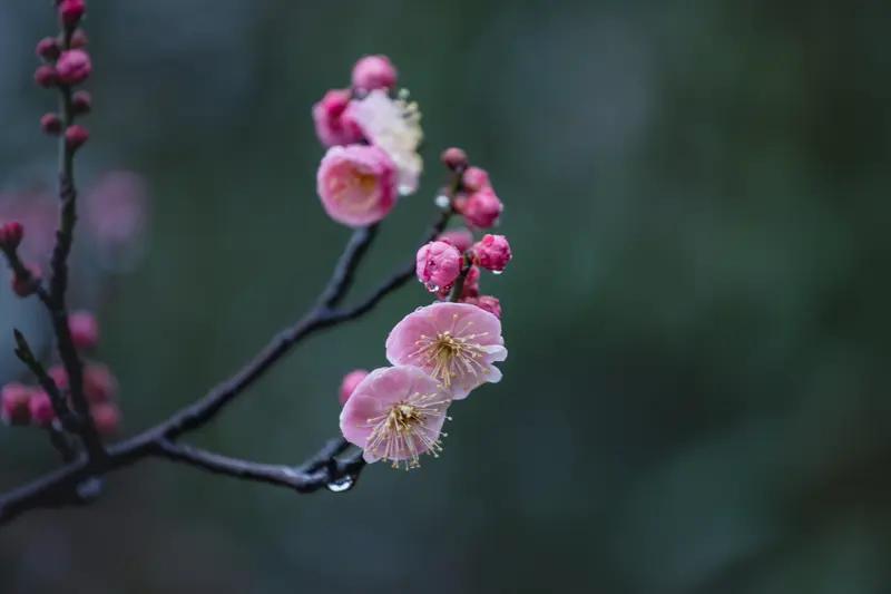 AI妙生图天寒地冻梅花艳。