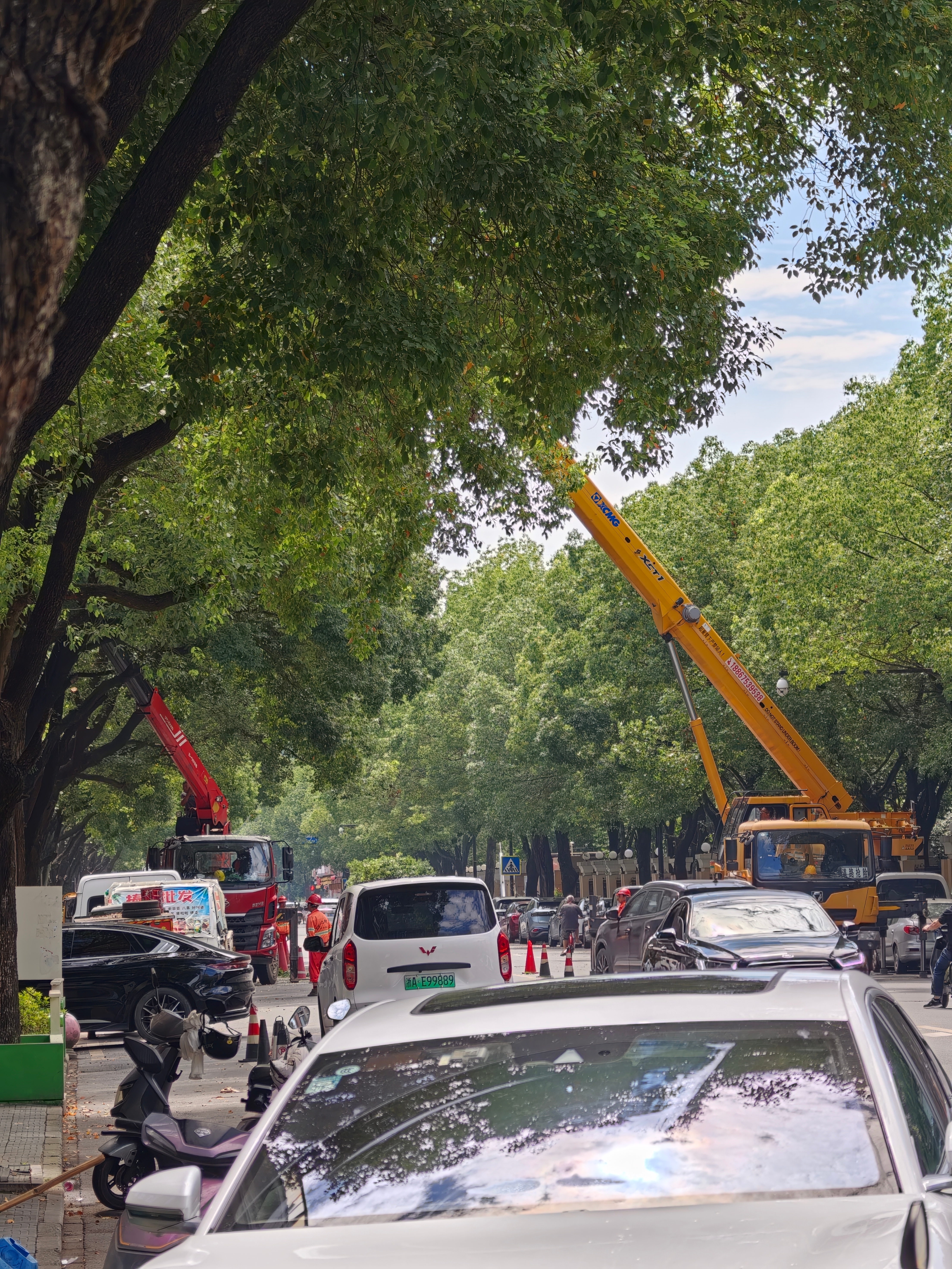 台风巴威又改路线了我们杭州街头已经开始对树木进行修剪了，浙江对于台风这类的自然灾