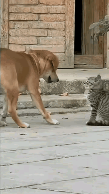 面对恶犬，小猫毫无惧色，因为妈妈在。面对恶犬，猫妈毫无惧色，因为它是母亲。
 