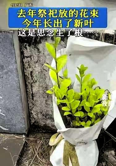 看哭了！广东，女子清明节去扫墓。突然，她发现去年放的一束花，今年长出了枝芽。网友