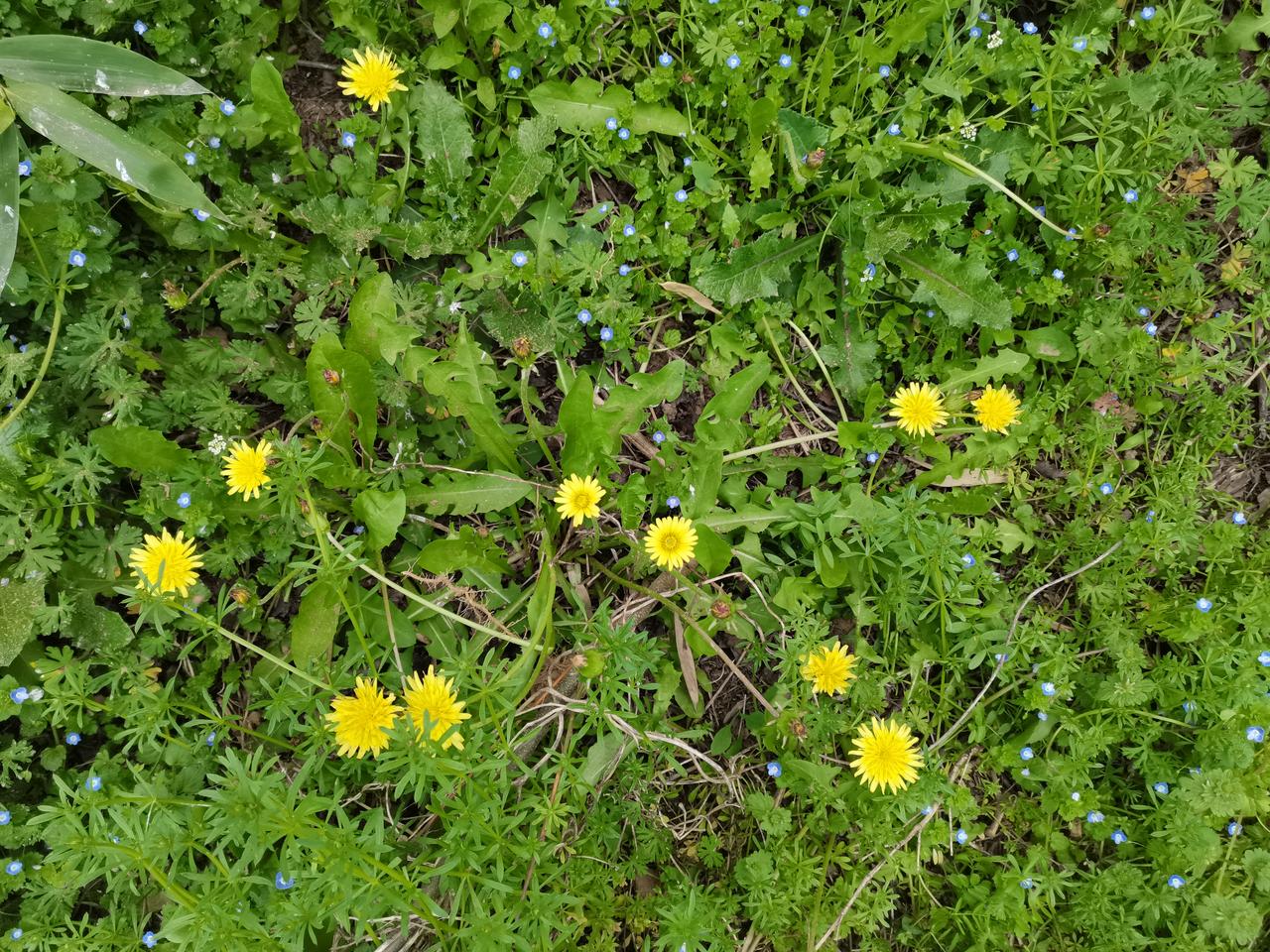 ​山野间悄然绽放，不逐繁华，风过便摇出一身自在与烂漫！