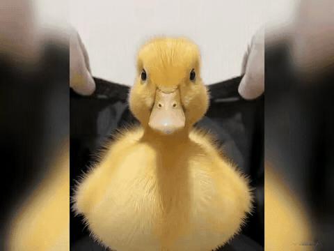 这算是鸭中之王了吧