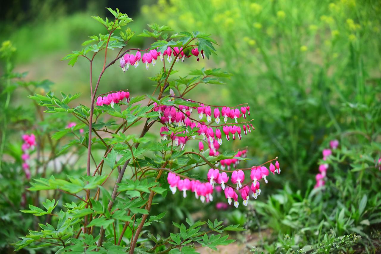 邢台襄都：花开正艳!荷包牡丹醉游人。
4月16日，邢台市区襄都森林公园内迎来了荷