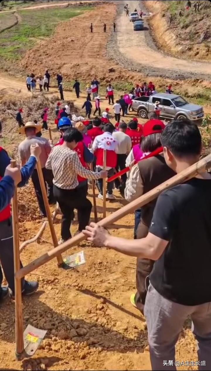 全市总动员大搞植树绿化造林，从市镇到村各级机关工作人员全部出动，漫山遍野的人群蔚