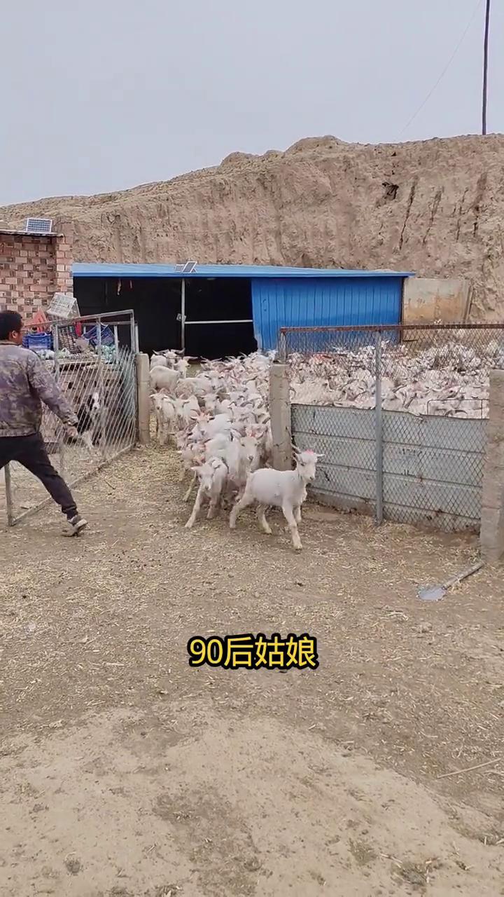 90后夫妻养600羊，生活在没人的大山里是种怎样的体验？
90后姑娘，一个人生活