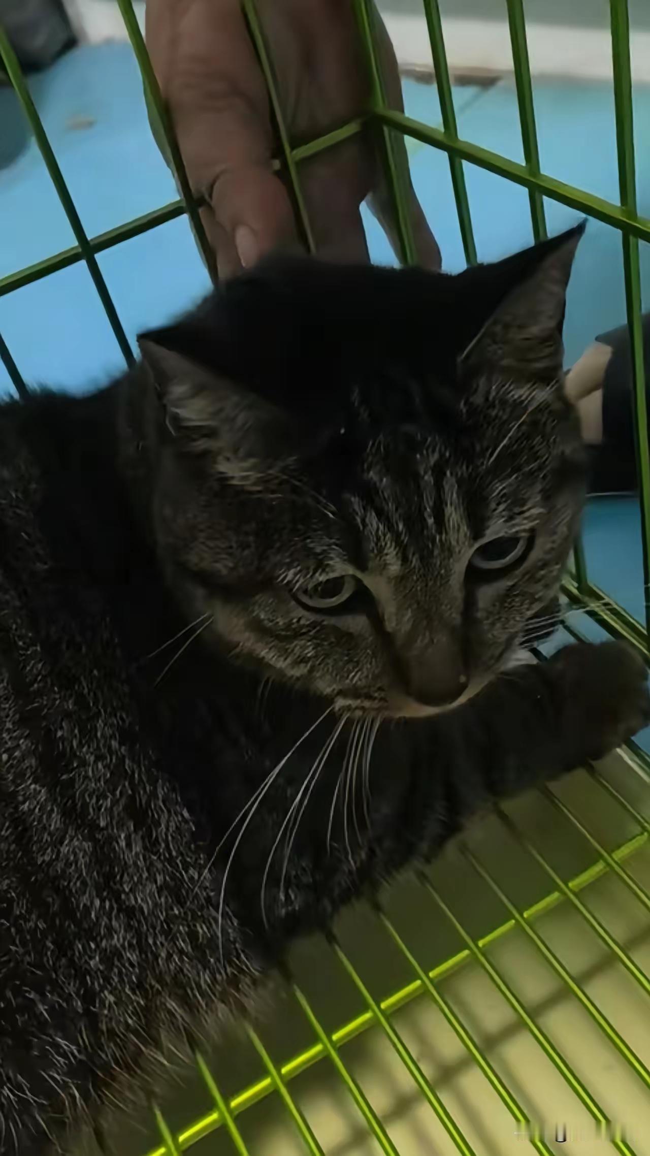 这只狸花猫，可能是彭水废墟下唯一的幸存者
7月27日，彭水山体崩塌救援现场
救援