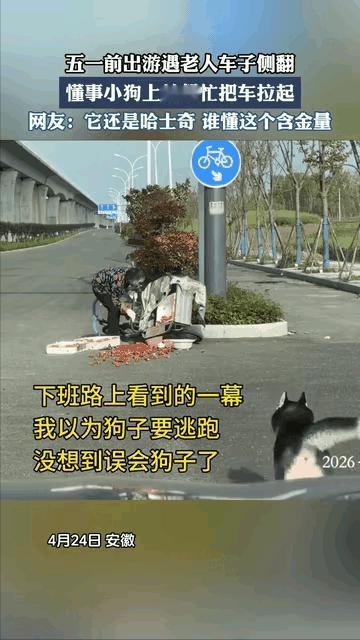 暖心一幕！安徽，奶奶的三轮车不小心翻车，草莓散了一地，奶奶惊慌失措，这时突然一条