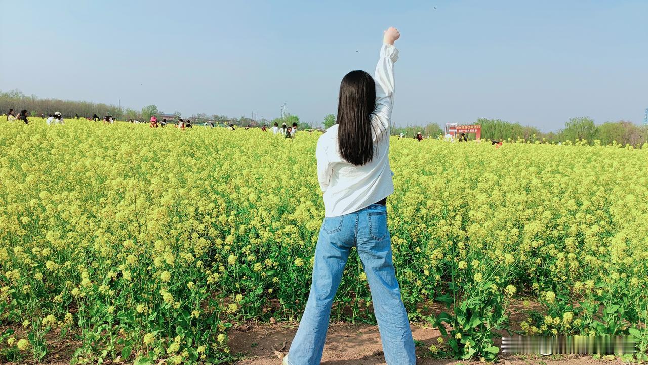 沧州的这片油菜花海你们打卡去了没有？

早就听说北环那边的沧州中医药文化公园里有