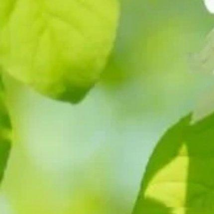一滴水是微不足道的，渗入泥土，便会消失不见，可汇聚成河却是川流不息。如同我们，在