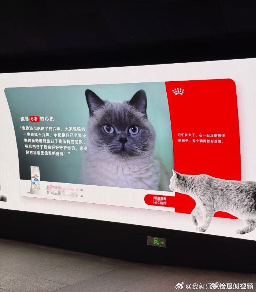 上海地铁大屏点亮平温情生活瞬间上海地铁站台的这块大屏太暖心，把铲屎官和毛孩子之间