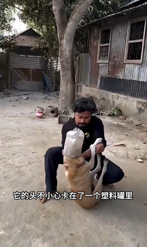 太揪心！流浪小狗脑袋死死卡在塑料罐里，没法吃喝濒临危险，好心路人全程温柔安抚，一