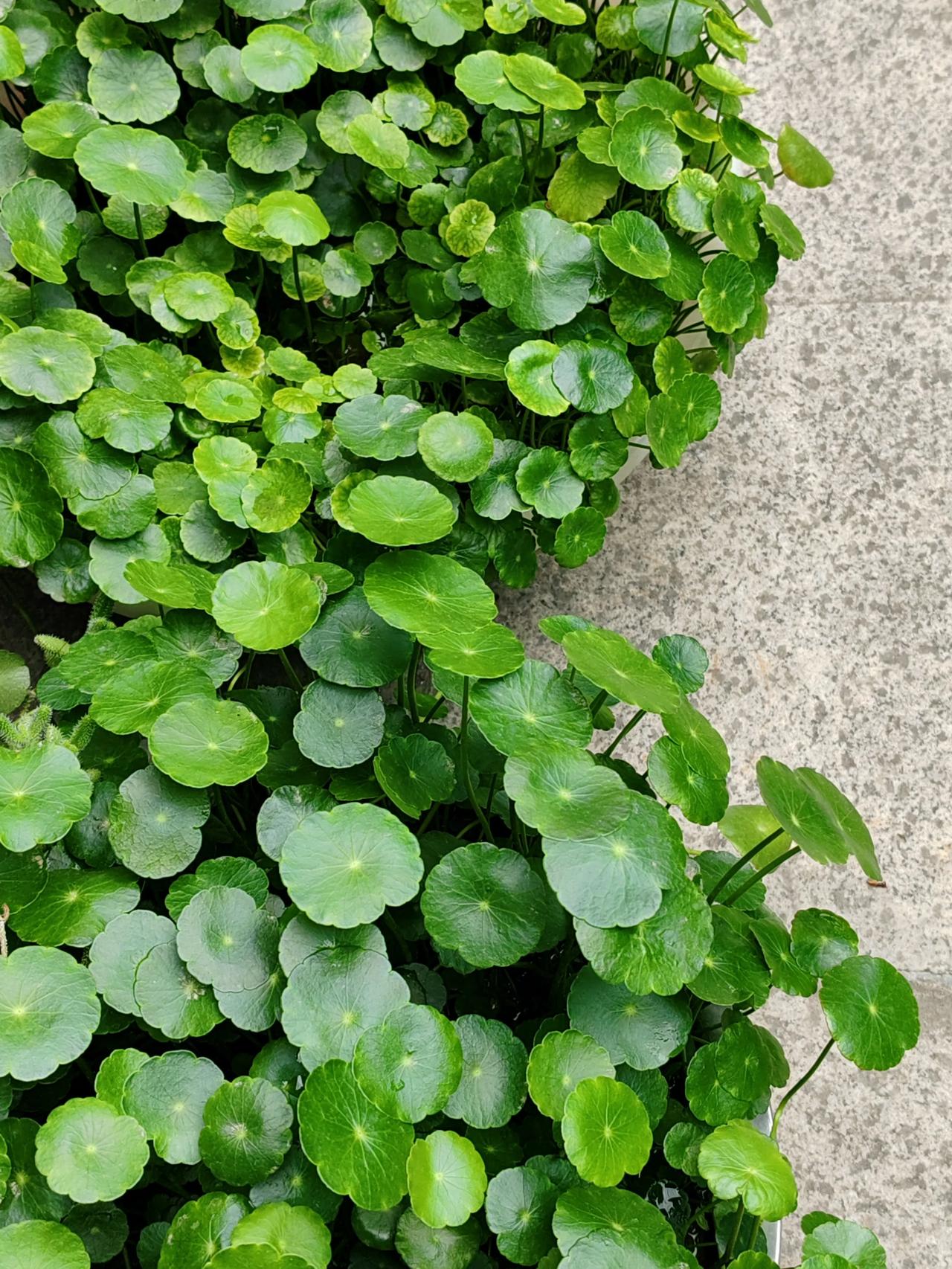 绿意盎然的庭院，生机勃勃的植物，自然之美尽收眼底！🌿🌱我的庭院绿植