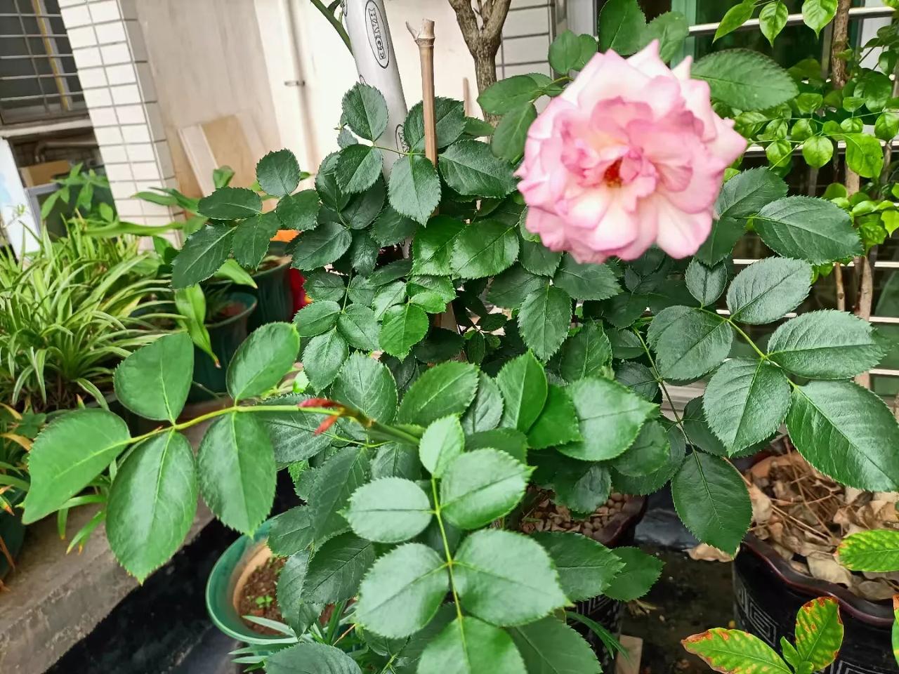 分享一张花开的照片
艳丽花朵随手拍