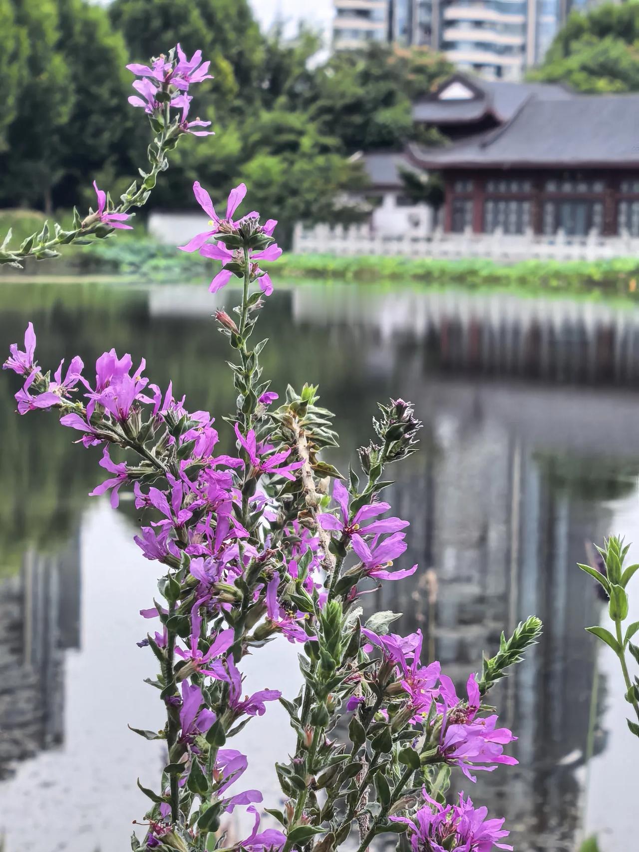 台风“白海豚”快到武汉了，火炉今天狂风大作，趁着这风劲，赶紧出门吐口气。