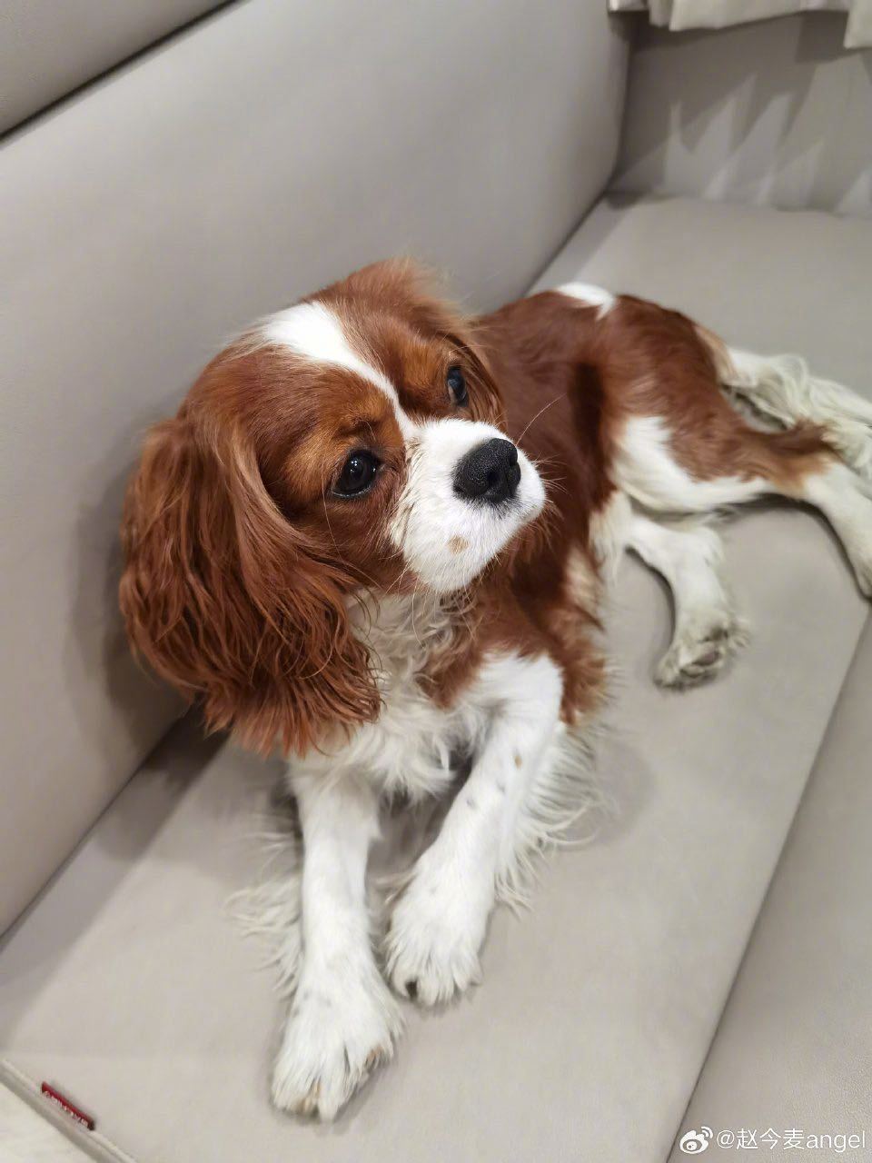 赵今麦抱拿铁合照 好治愈的一条日常！赵今麦晒和拿铁的合影，两个可爱鬼没错啦～ 