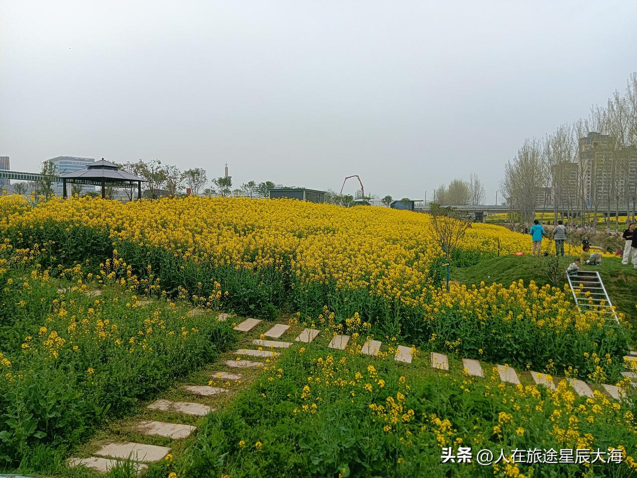 创新港地铁站附近的油菜花开的一片旺盛，今天我也成了众多观赏打卡者之一！去年我就来
