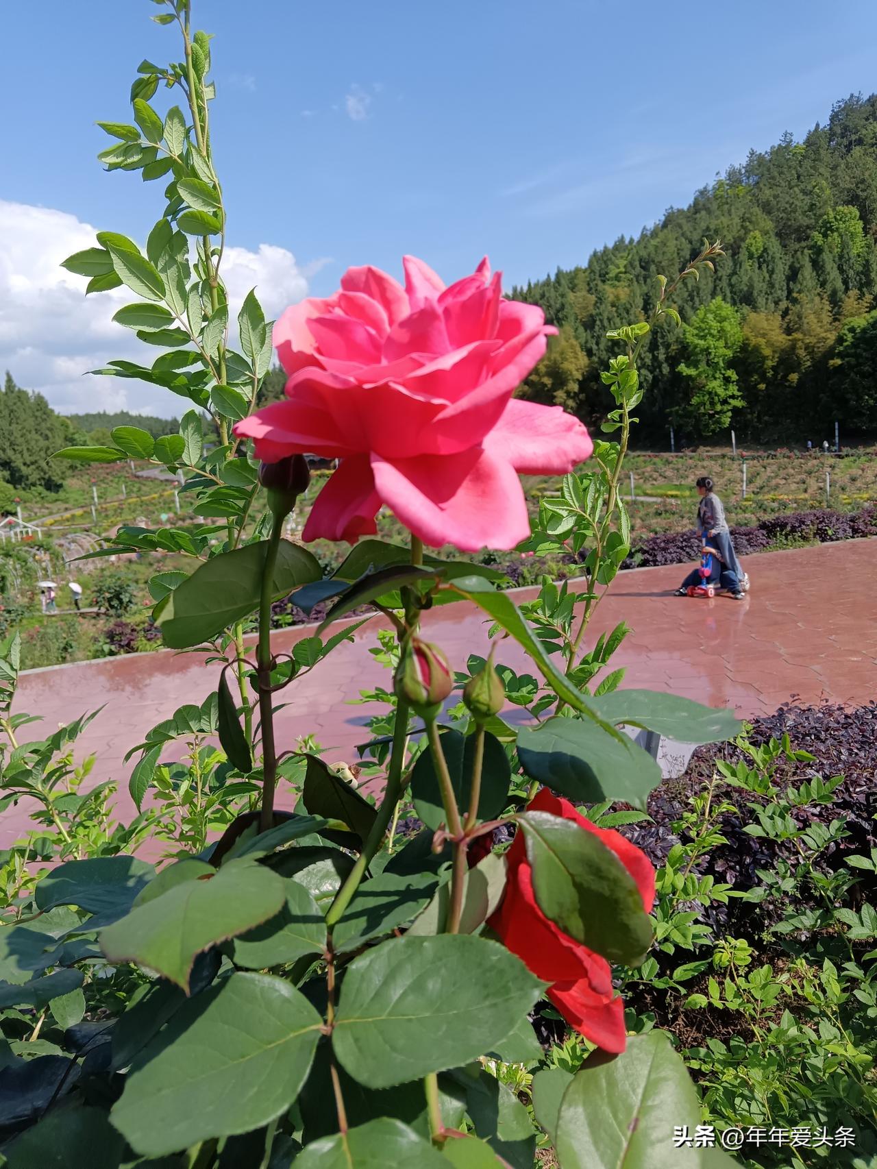 晴日漫逛玫瑰园，一朵热烈的粉玫瑰迎着阳光肆意绽放。远处青山连绵，蓝天澄澈，山野间