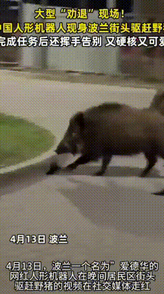 中国机器人波兰“上岗”劝退野猪，还挥手说拜拜
 最近！中国造机器人在波兰彻底火出