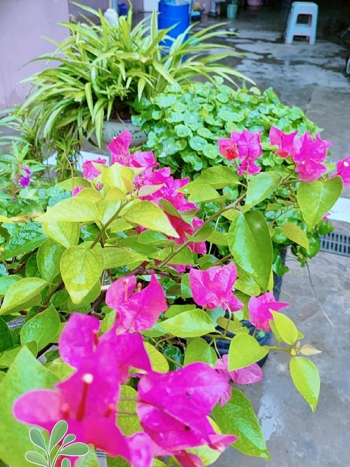 ​
2. 守一方小小庭院，看花开花落，在草木之间感受简单的欢喜。