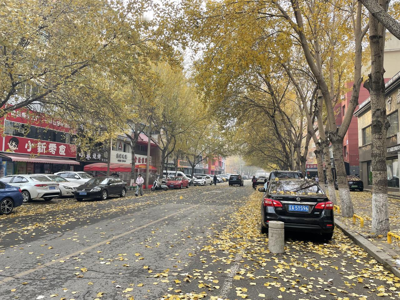 分享一张绝美的风景照片沈阳市和平区新华路秋日落叶无人扫，去城管局，压力山大啊，在