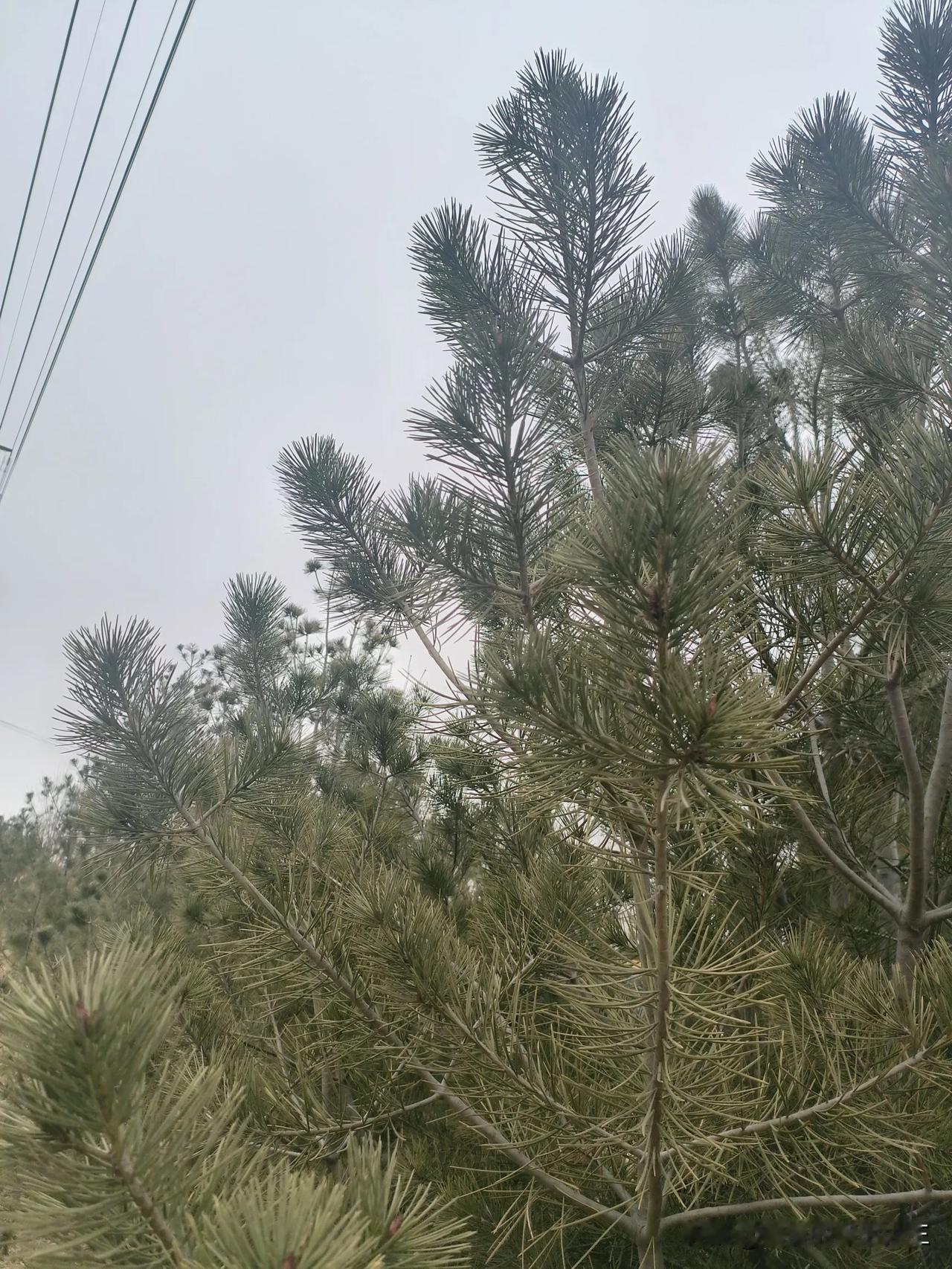 《暴雨中的虎尾兰》

主管办公室的空调永远定格在23℃。林磊第37次调整领带结的